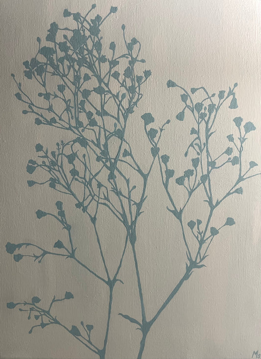 Gypsophila Paniculata