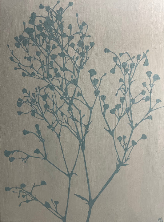 Gypsophila Paniculata
